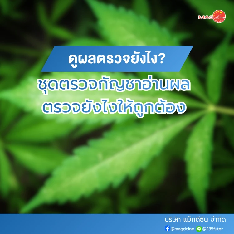ชุดตรวจสารเสพติด ที่ตรวจสารเสพติด ชนิดจุ่ม ชนิดหยด เครื่องมือทางการแพทย์ 103 ชุดตรวจกัญชาอ่านผลอย่างไร